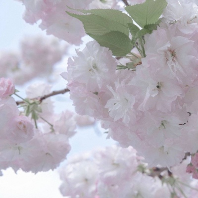 Furry插画细节设计FurryQQ群